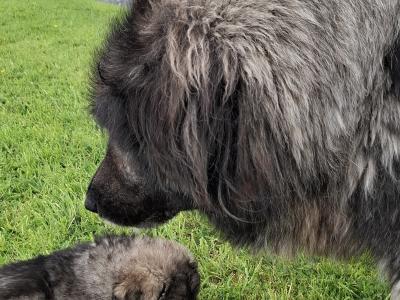 IKC Registered Caucasian Shepherd Dog